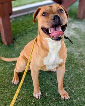 Pit Bull Terrier Dogs Available for Adoption in Ridgecrest, California - 26-62 | PetCurious
