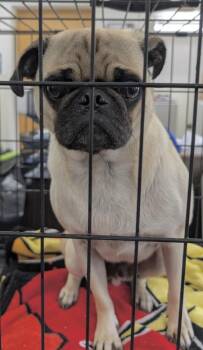 Mooney -  Pug Dog for Adoption in Washington, District Of Columbia - Mooney | PetCurious