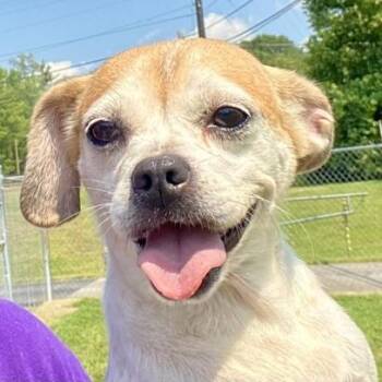 Trixie -  Chihuahua and Pug Dog for Adoption in Erie, Pennsylvania - Trixie | PetCurious