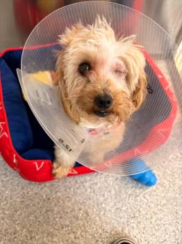 Peaches -  Poodle Dog for Adoption in Detroit, Michigan - Peaches | PetCurious