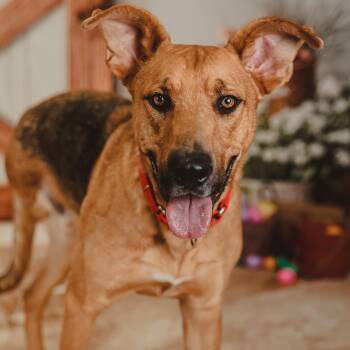 Chance -  German Shepherd Dog Dog for Adoption in Krum, Texas - Chance | PetCurious