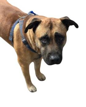 Pit Bull Terrier Dogs Available for Adoption in Red Bluff, California - Brutus | PetCurious