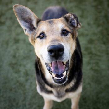 German Shepherd Dog Dogs Available for Adoption - Jordan - ECAS | PetCurious