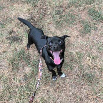 Jody -  Chihuahua Dog for Adoption in Bartlett, Tennessee - Jody | PetCurious