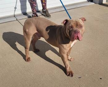 Rescue Pit Bull Terrier and American Bulldog Dogs for Adoption in Louisville, Kentucky - SMOOSHFACE | PetCurious