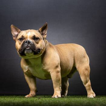 Rescue English Bulldog Dogs for Adoption in Jupiter, Florida - Paco | PetCurious