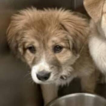 Mixed Breed Dogs Available for Adoption - FWT Archie | PetCurious