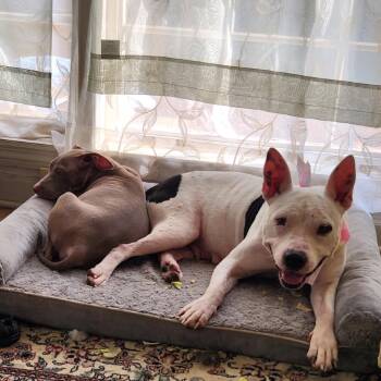 Reese -  Mixed Breed Dog for Adoption in Bartlett, Tennessee - Reese | PetCurious