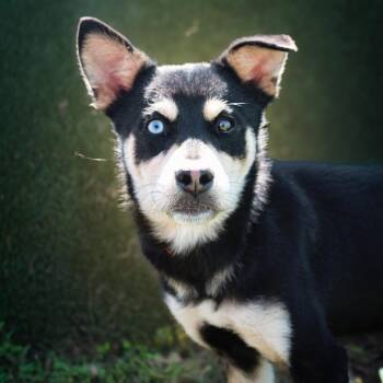 Mixed Breed Dogs Available for Adoption in Lake Jackson, Texas - Azula | PetCurious