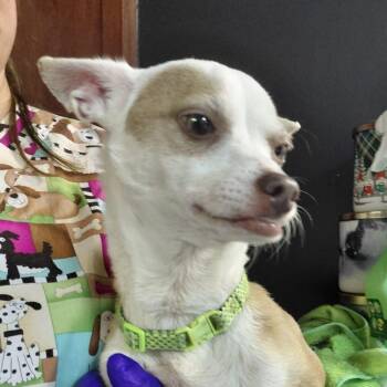 BUCK (out of town) -  Chihuahua and Mixed Breed Dog for Adoption in New York, New York - BUCK (out Of Town) | PetCurious
