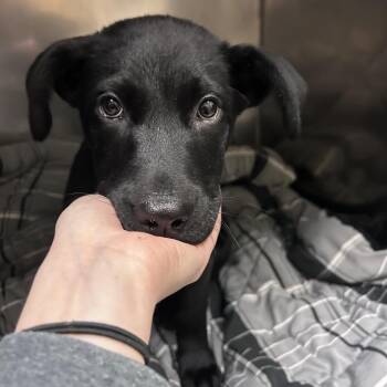 Mixed Breed Dogs Available for Adoption - Maeve | PetCurious