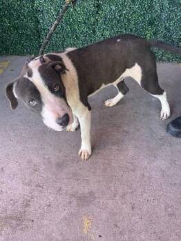 Pit Bull Terrier and Mixed Breed Dogs Available for Adoption in El Paso, Texas - 60809529 | PetCurious