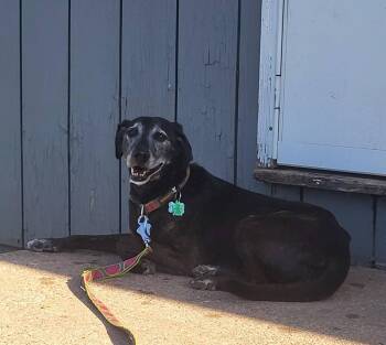 Labrador Retriever and Italian Greyhound Dogs Available for Adoption in Taycheedah, Wisconsin - Betsy | PetCurious
