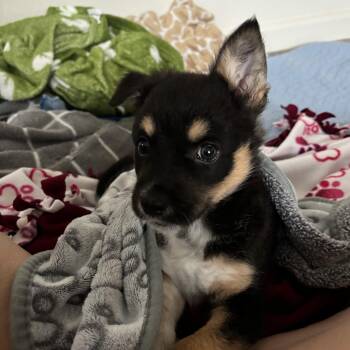 Rescue German Shepherd Dog Dogs for Adoption in Penryn, California - Charlie | PetCurious