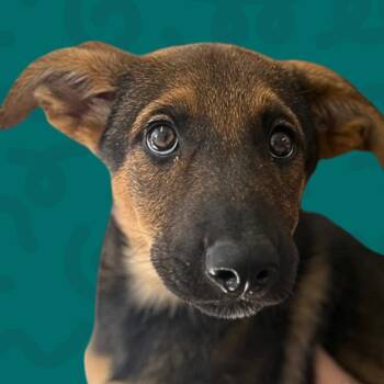 Phoebe -  German Shepherd Dog and Mixed Breed Dog for Adoption in Reno, Nevada - Phoebe | PetCurious