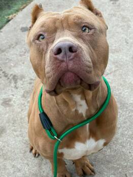 Cane Corso Dogs Available for Adoption - Aldi CL Raytown Animal Services  | PetCurious