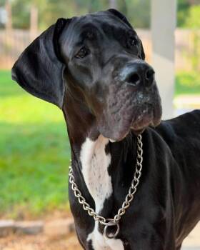 Mandy -  Great Dane Dog for Adoption in Bullard, Texas - Mandy | PetCurious