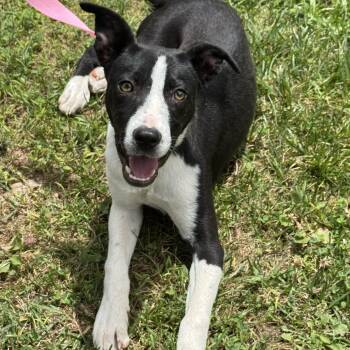 Loosey Goosey -  Border Collie Dog Available for Adoption in Meherrin, Virginia - Loosey Goosey | PetCurious