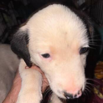 Nala -  Pit Bull Terrier Dog for Adoption in West Plains, Missouri - Nala | PetCurious