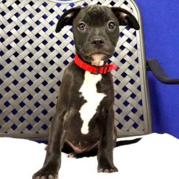 Toffy -  Terrier and Chihuahua Dog for Adoption in Midland, Texas - Toffy | PetCurious