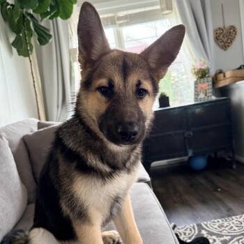 Fiona D10034 -  Shepherd and Labrador Retriever Dog for Adoption - Fiona D10034 | PetCurious