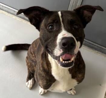Hustle 510-26 -  Boxer and Mixed Breed Dog for Adoption in Cumming, Georgia - Hustle 510-26 | PetCurious