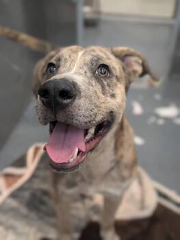 Mixed Breed Dogs Available for Adoption - DINO | PetCurious