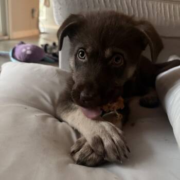 Shepherd Dogs Available for Adoption in Austin, Texas - Marley | PetCurious