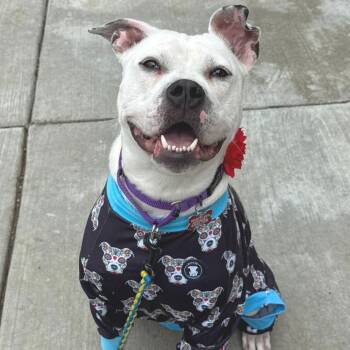 Mixed Breed Dogs Available for Adoption in Wheeling, Illinois - Feathery | PetCurious