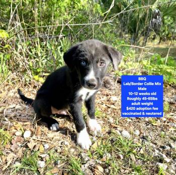 Labrador Retriever and Border Collie Dogs Available for Adoption - BBQ | PetCurious