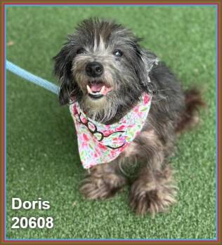 DORIS (see also EDNA) -  Shih Tzu and Terrier Dog for Adoption in Marietta, Georgia - DORIS (see Also EDNA) | PetCurious