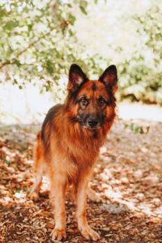 German Shepherd Dog and Mixed Breed Dogs Available for Adoption in North Charleston, South Carolina - 91298A Abbot | PetCurious