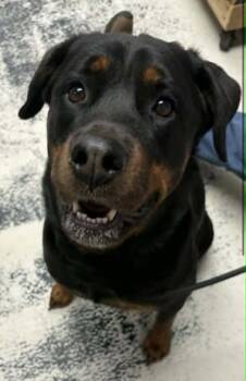 Rottweiler Dogs Available for Adoption in Deering, New Hampshire - Scarlett | PetCurious