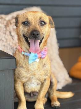FRANNY - sweetie pie -  Chihuahua and Terrier Dog for Adoption - FRANNY - Sweetie Pie | PetCurious