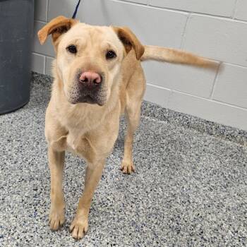 Kenai -  Mixed Breed Dog for Adoption in Greenville, South Carolina - Kenai | PetCurious