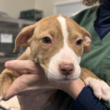 Mixed Breed Dogs Available for Adoption - Candy Land | PetCurious