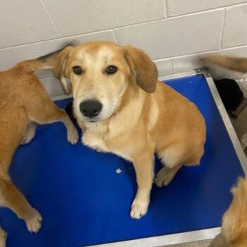 Rescue Great Pyrenees and Mixed Breed Dogs for Adoption in Kansas City, Missouri - Mae | PetCurious