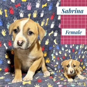 Catahoula Leopard Dog Dogs Available for Adoption in Manchester, Connecticut - Sabrina | PetCurious