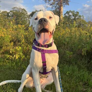 Rescue Dogo Argentino Dogs for Adoption in New York, New York - Sweet, Sweet SKY! | PetCurious