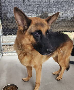 Rescue German Shepherd Dog Dogs for Adoption in Emmett, Idaho - Ranger | PetCurious