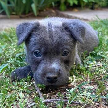 Mixed Breed Dogs Available for Adoption in Fredericksburg, Virginia - Pickle | PetCurious