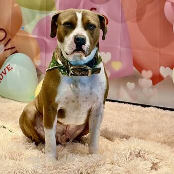 Woodson -  American Staffordshire Terrier Dog for Adoption in Houston, Texas - Woodson | PetCurious