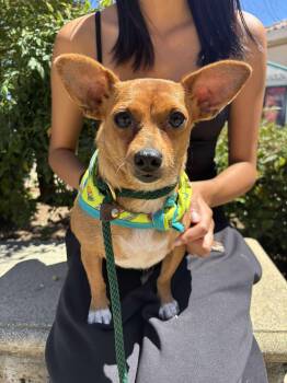 Rescue Chihuahua Dogs for Adoption in Kingsburg, California - Sweet Pea | PetCurious