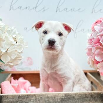 Husky and Labrador Retriever Dogs Available for Adoption - Eleven | PetCurious