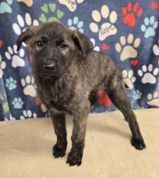 German Shepherd Dog Dogs Available for Adoption - Winnie | PetCurious
