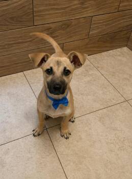 Dachshund and Terrier Dogs Available for Adoption - Rock | PetCurious