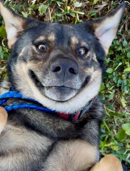 Rescue Shepherd and Chow Chow Dogs for Adoption in Harlingen, Texas - Hummer | PetCurious