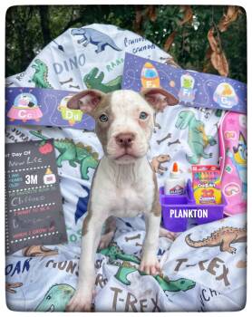 Plankton -  American Staffordshire Terrier Dog for Adoption in Sebring, Florida - Plankton | PetCurious