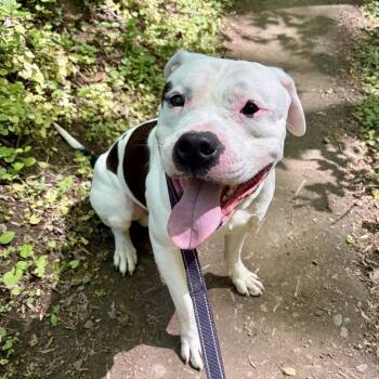 Pit Bull Terrier and Mixed Breed Dogs Available for Adoption in Fredericksburg, Virginia - Aspen | PetCurious