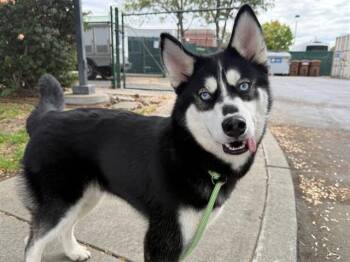 IVY -  Siberian Husky Dog for Adoption in Antioch, California - IVY | PetCurious